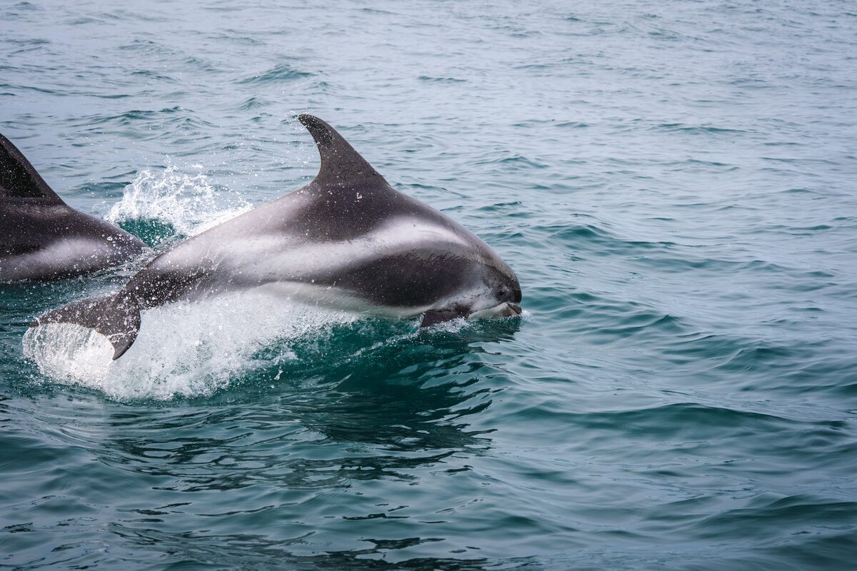 Dolphin leaping gracefully through blue ocean waves.