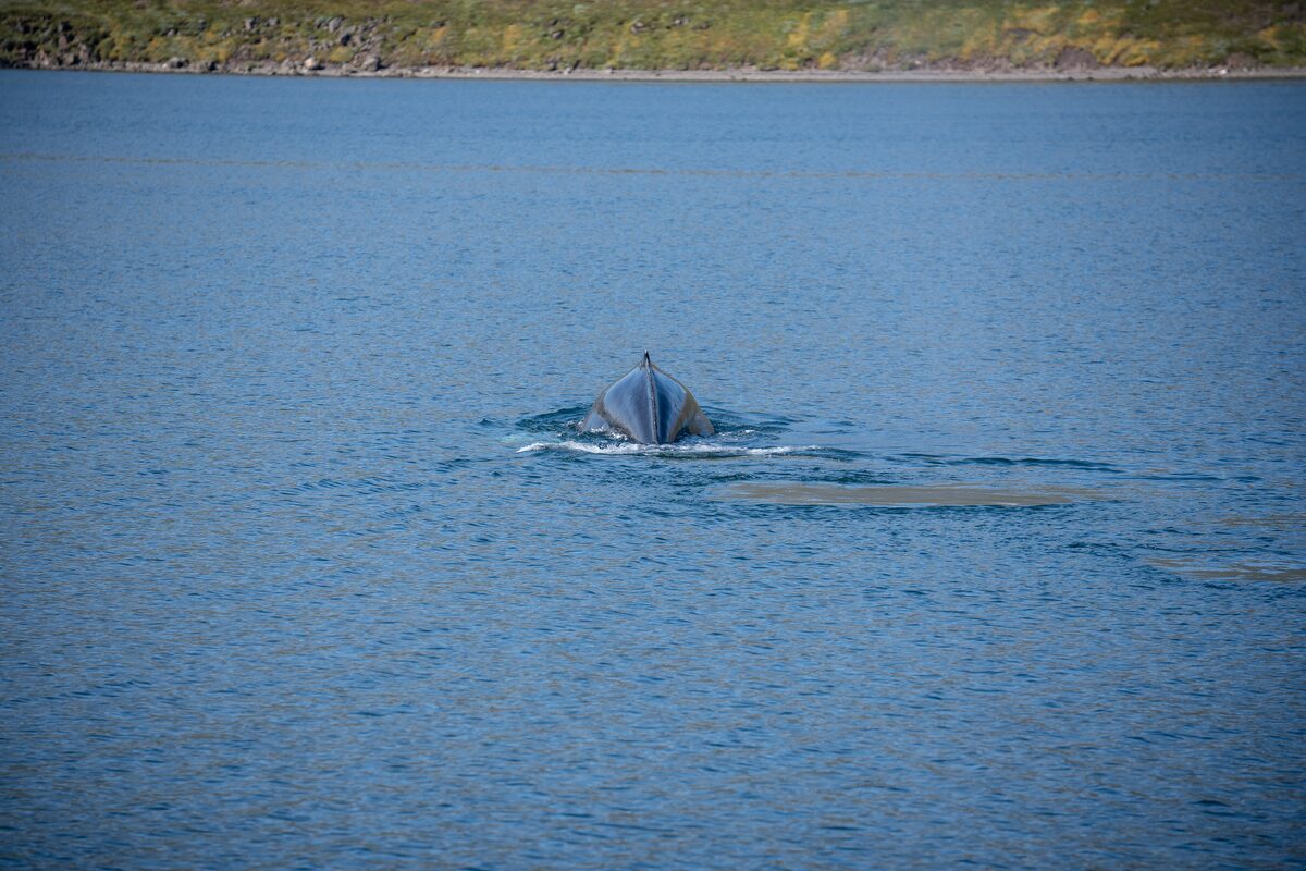 A whale surfacing in the water.
