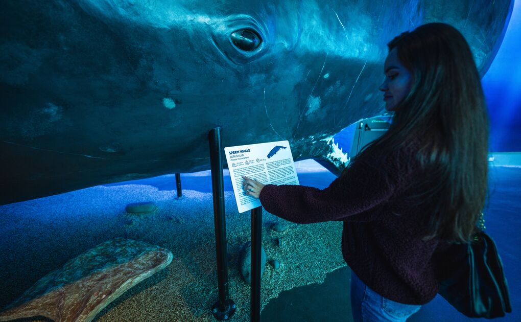Woman looking at sperm whale exhibit at museum.