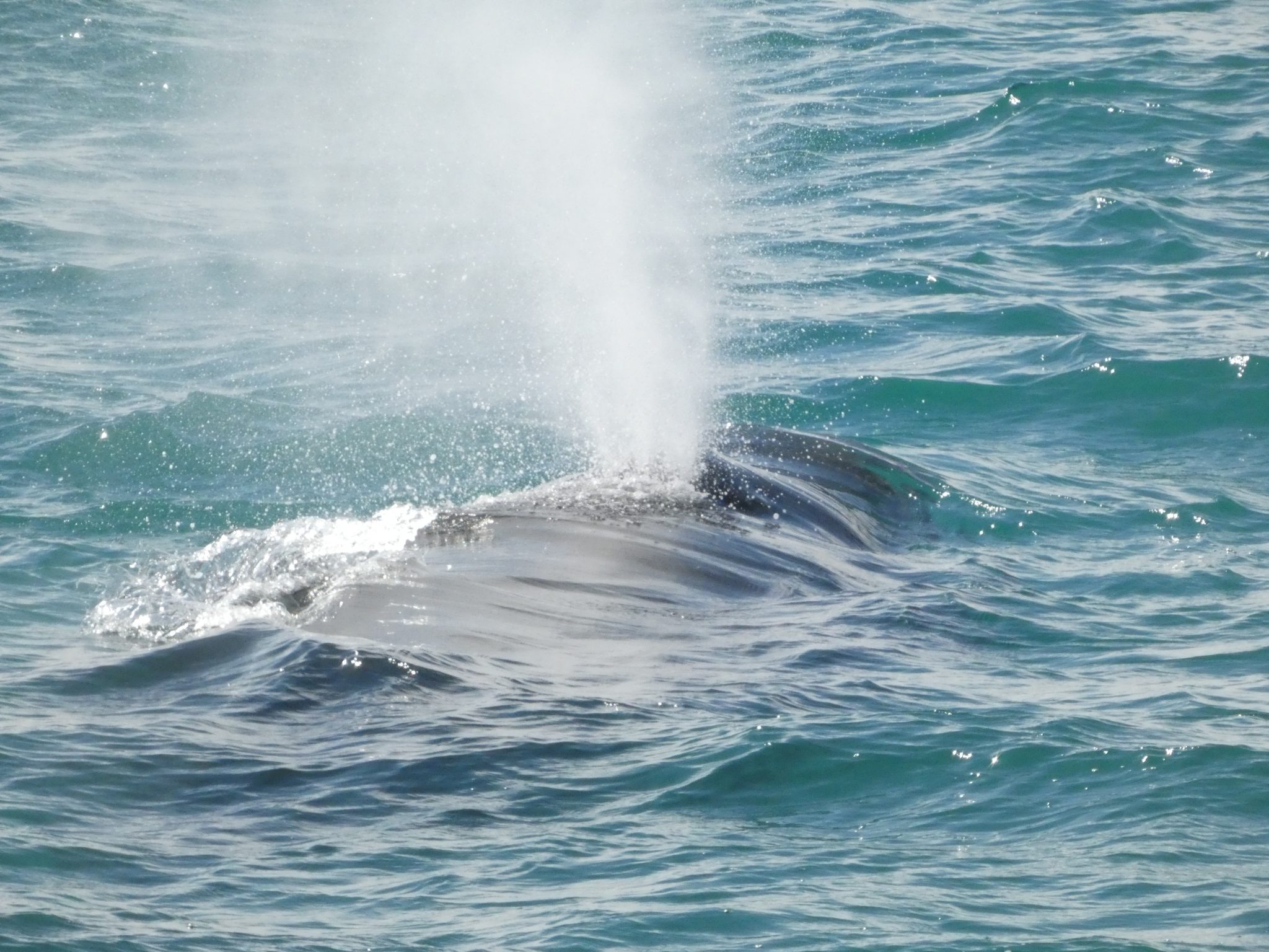 A whale surfacing and spouting water into the air.
