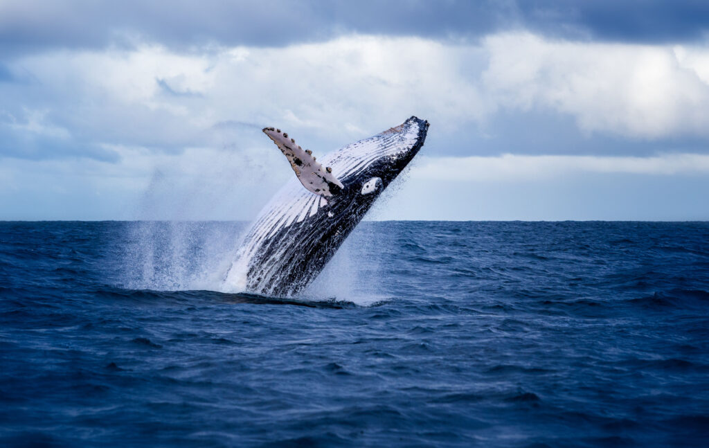 Humpback whale breaching the ocean surface