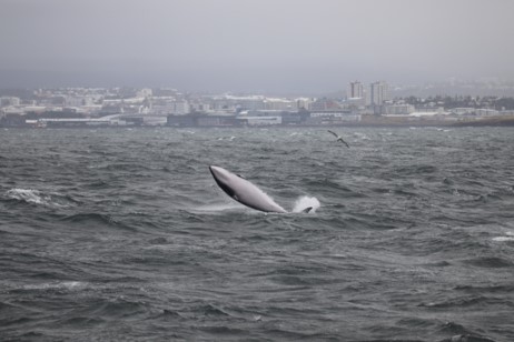 A whale and a person facing each other across the water.